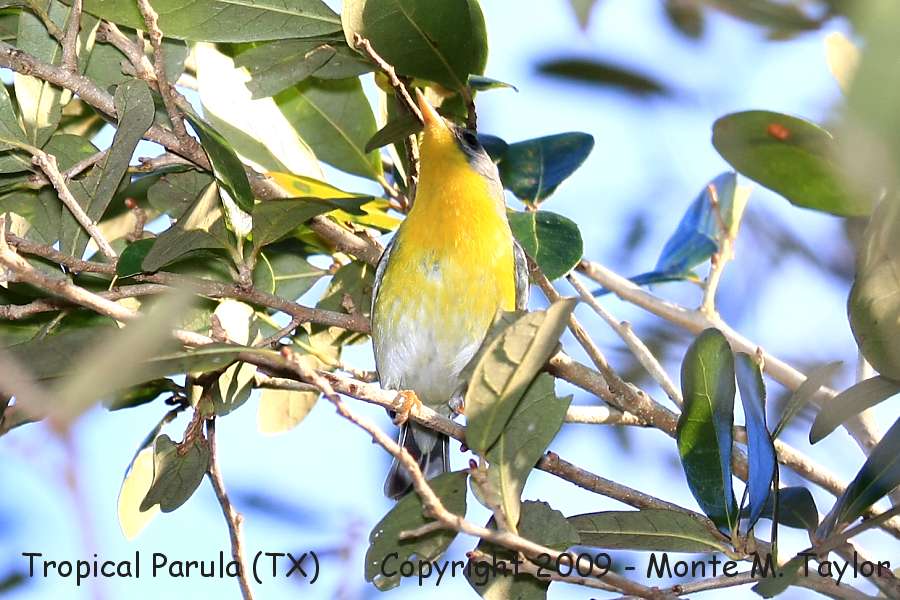 Tropical Parula -winter female- (Texas)