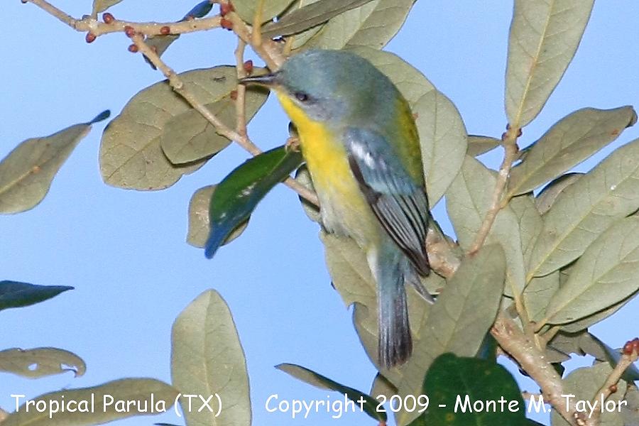 Tropical Parula -winter female- (Texas)
