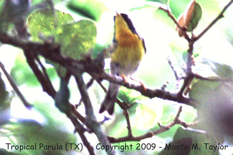 Tropical Parula -spring male- (Texas)