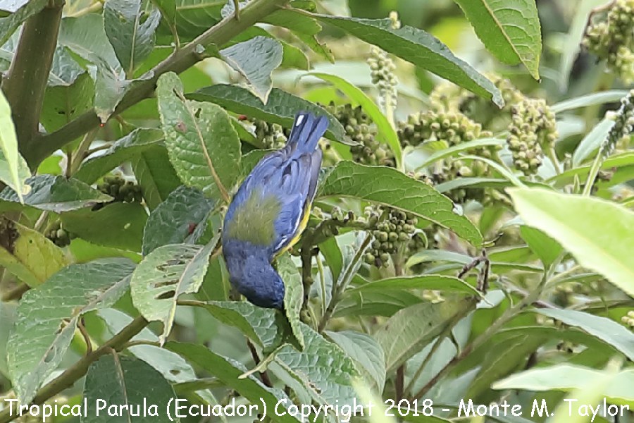 Tropical Parula -November male- (Tandayapa, Ecuador)