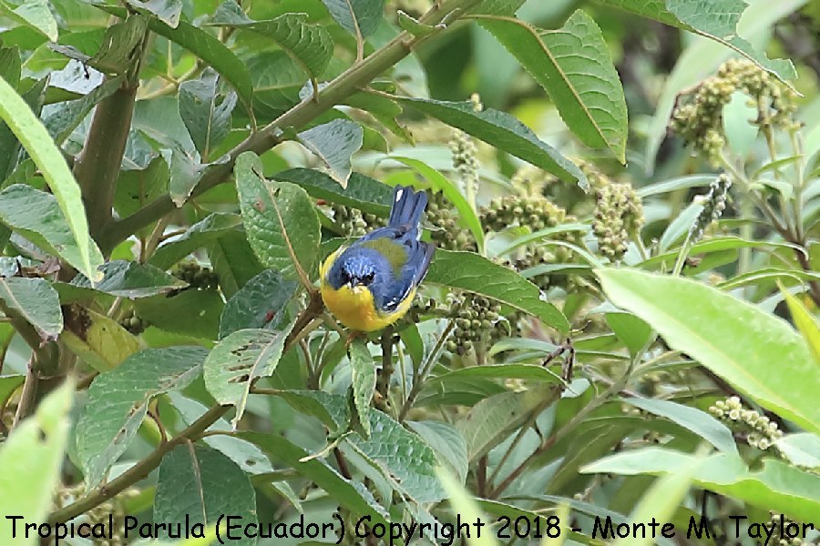 Tropical Parula -November- (Tandayapa, Ecuador)