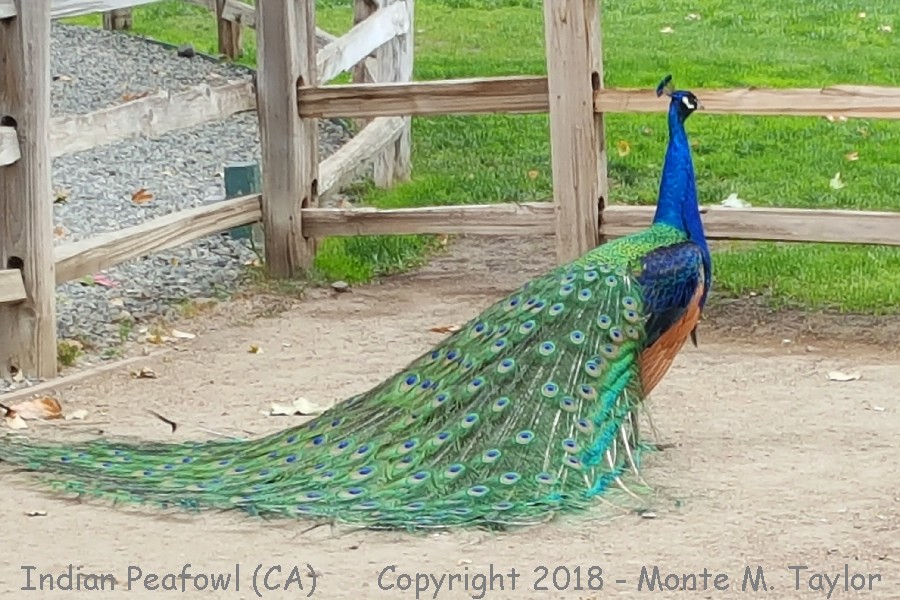Indian Peafowl -spring male- (California)