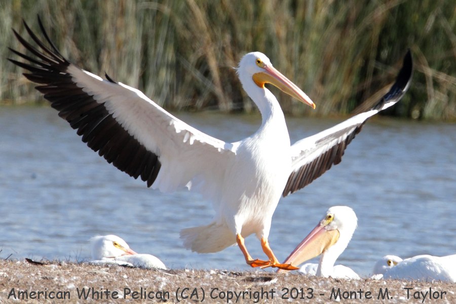 American White Pelican -fall- (California)