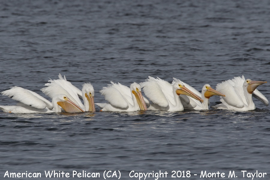 American White Pelican -spring- (California)