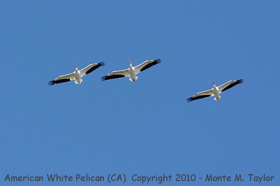 American White Pelican -winter- (California)