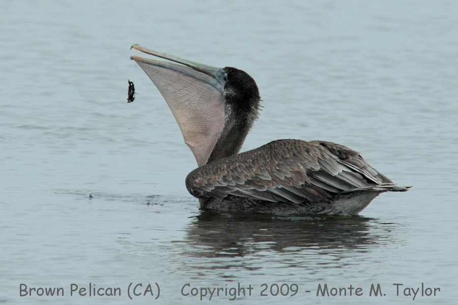 Brown Pelican -winter juvenile- (California)