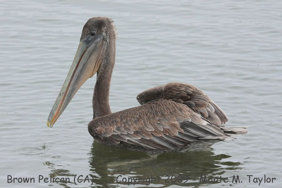 Brown Pelican -winter juvenile- (California)