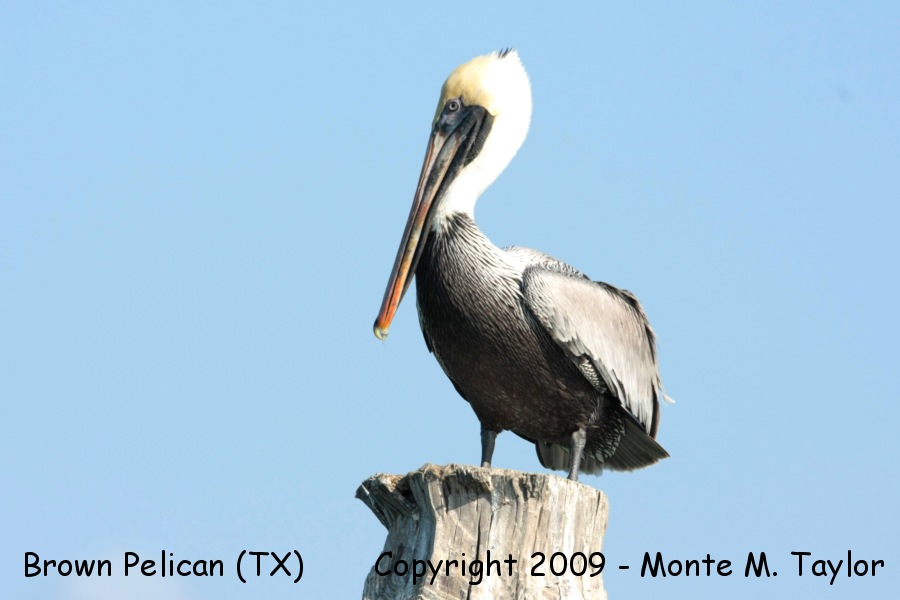 Brown Pelican -winter adult- (Texas)