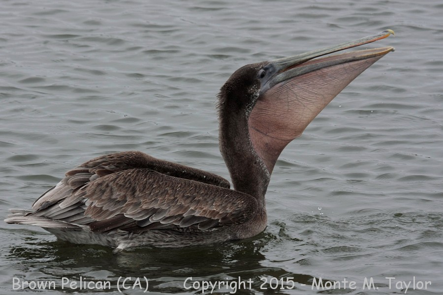 Brown Pelican -summer juvenal- (California)