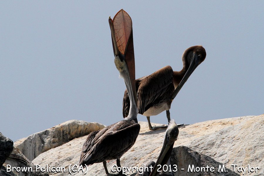 Brown Pelican -summer- (California)