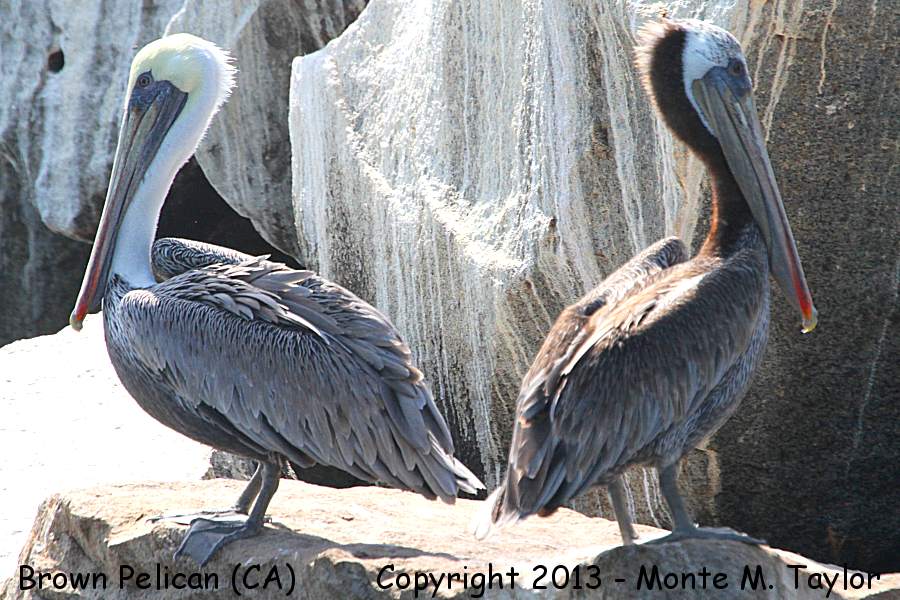 Brown Pelican -summer- (California)