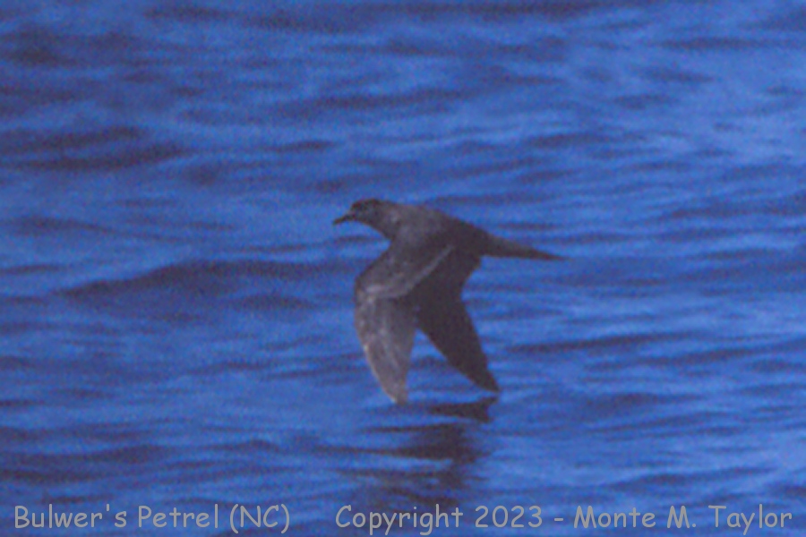 Bulwer's Petrel -Aug 8th, 1998- (Manteo, North Carolina Pelagic)