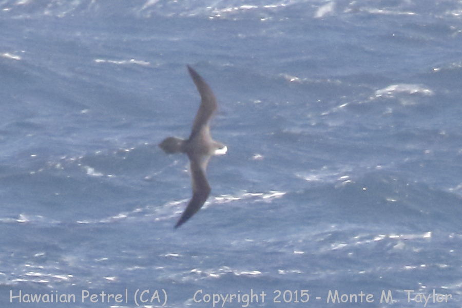 Hawaiian Petrel -20150507, GPS 39.881 -124.781- (Humbolt County, California)
