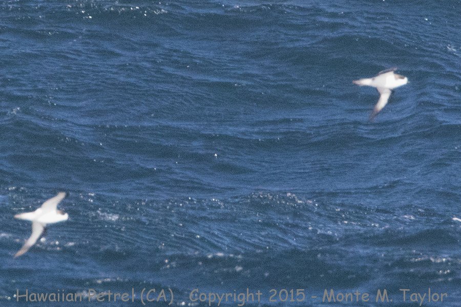 Hawaiian Petrel -20150507- (GPS 39.881, -124.781 Humbolt County, CA)
