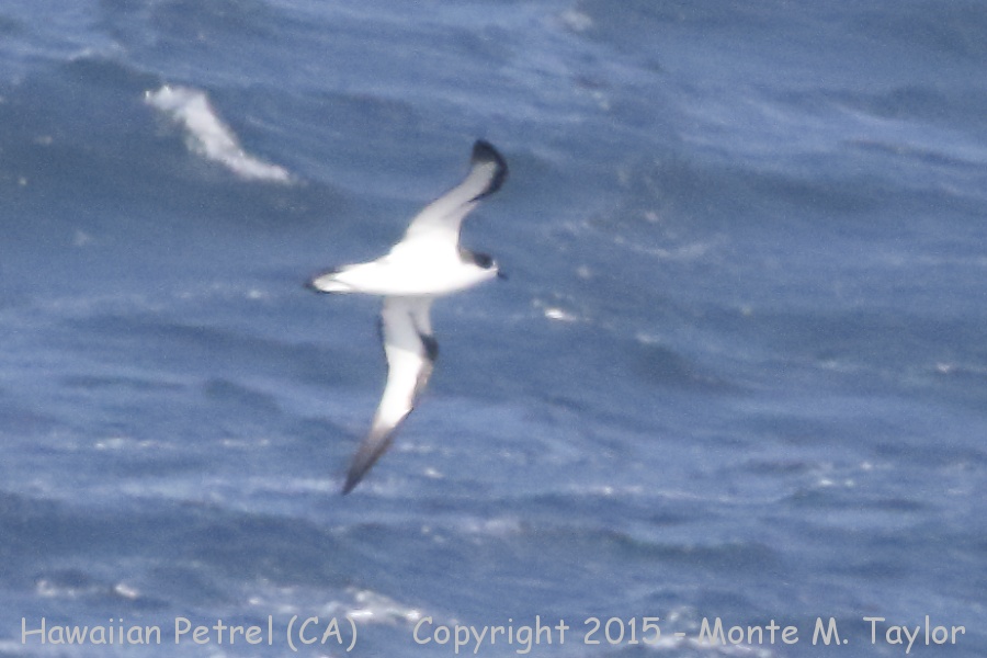 Hawaiian Petrel -20150507- (GPS 39.881, -124.781 Humbolt County, CA)
