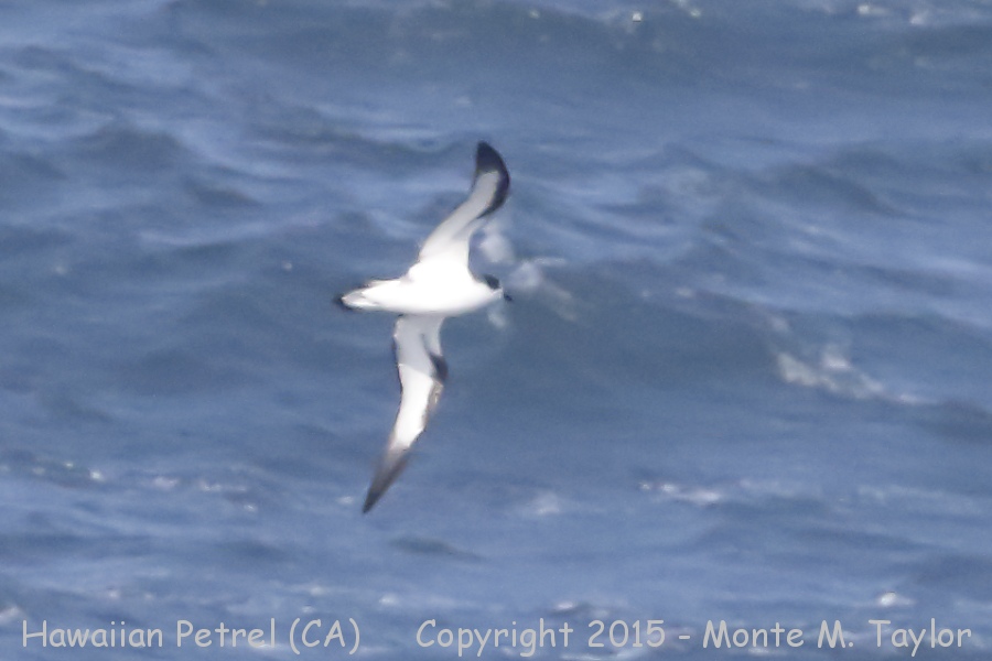 Hawaiian Petrel -20150507, GPS 39.881 -124.781- (Humbolt County, California)