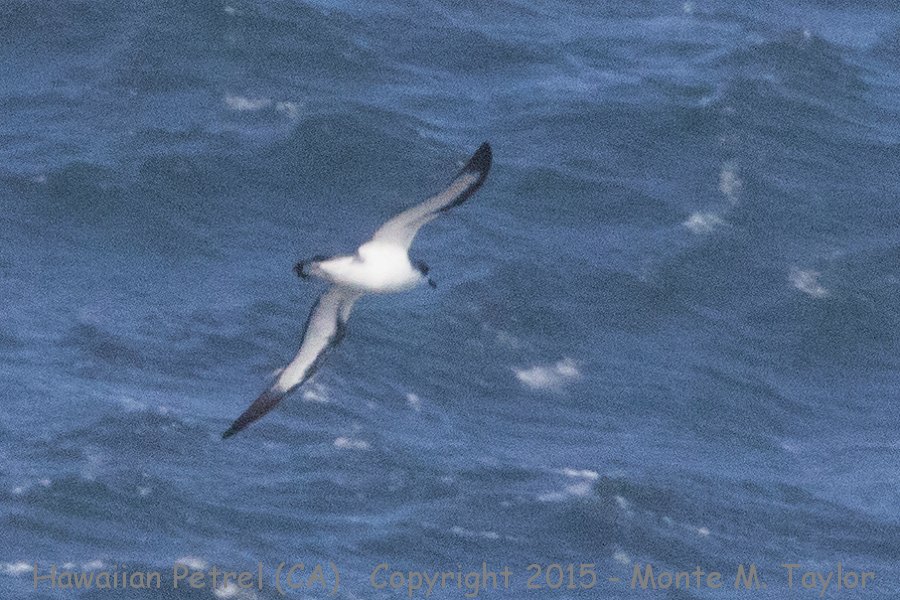 petrel_hawaiian_20150507_GPS_39.881_-124.781_humbolt_county_california_7DII_8216