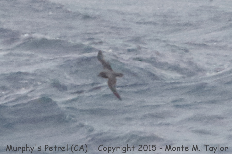 Murphy's Petrel -May 6th, 2015- (GPS 35.347000, -121.858000 off San Luis Obispo County, California)