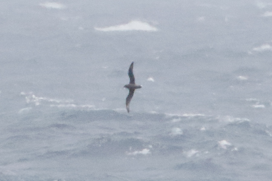 Murphy's Petrel -May 6th, 2015- (GPS 35.347000, -121.858000 off San Luis Obispo County, California)