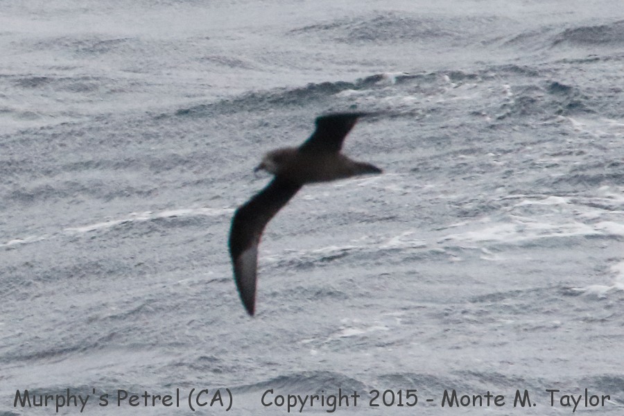 Murphy's Petrel -May 6th, 2015- (GPS 35.579172, -122.040773 off San Luis Obispo County, California)