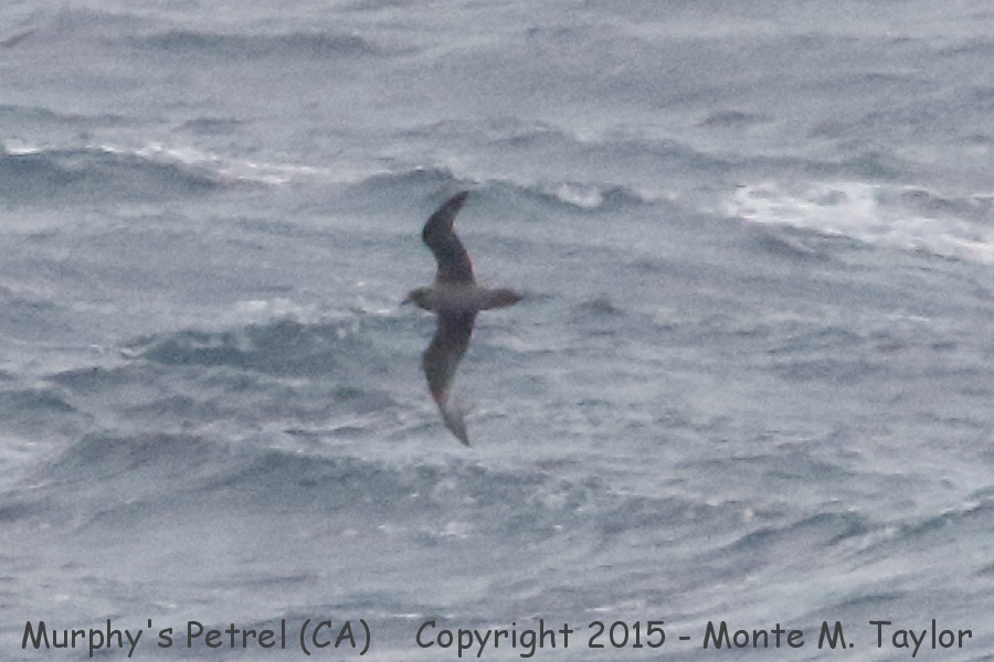Murphy's Petrel -May 6th, 2015- (GPS 35.693843, -122.130612 off San Luis Obispo County, California)