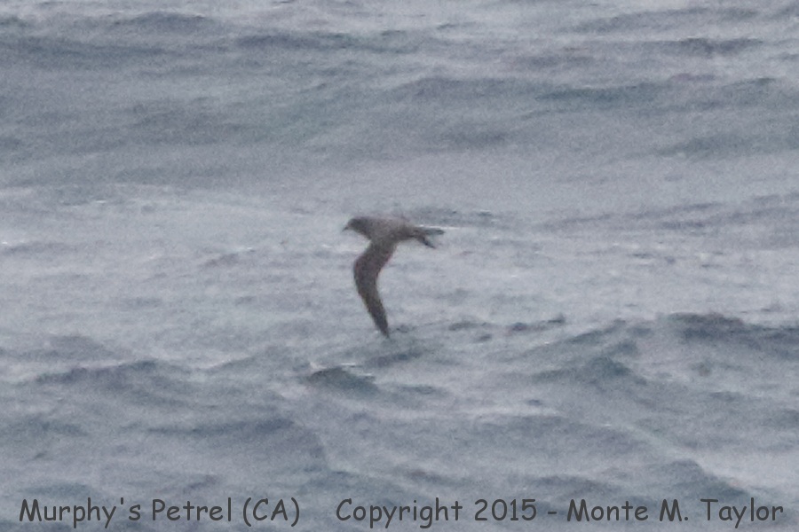 Murphy's Petrel -May 6th, 2015- (GPS 35.693843, -122.130612 off San Luis Obispo County, California)