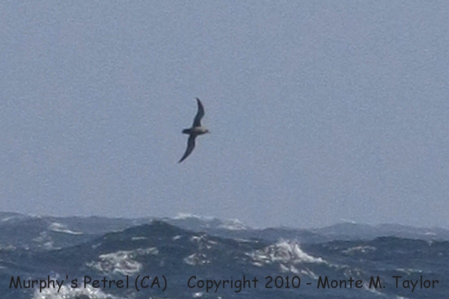 Murphy's Petrel -spring- (California)