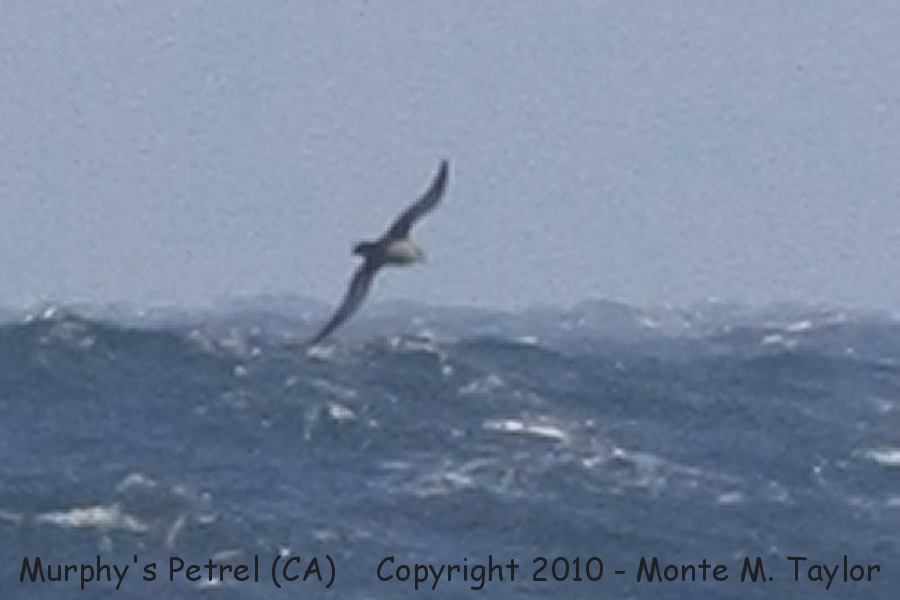 Murphy's Petrel -spring- (California)