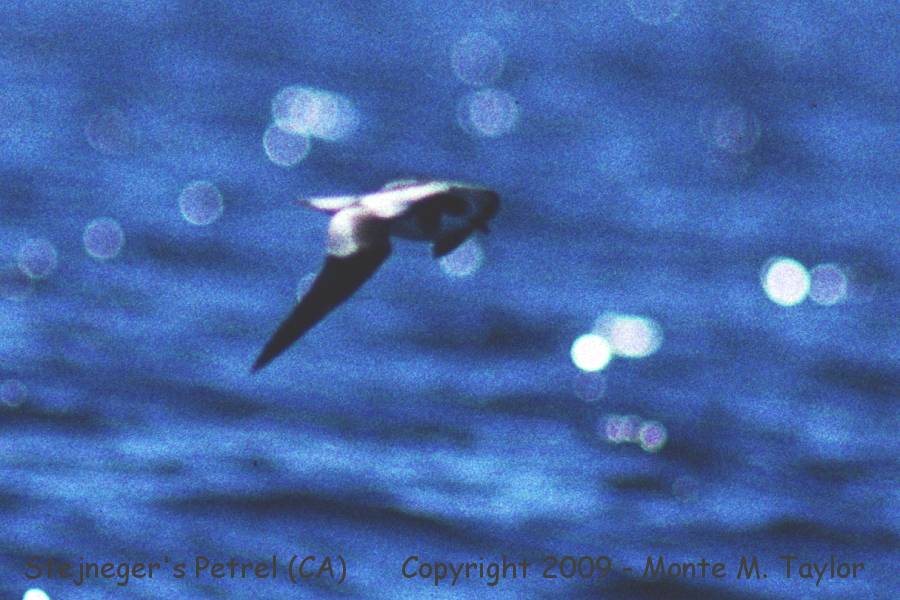 Stejneger's Petrel -Nov 17th, 1990- (approx 53 nm sw of Southeast Farallon Island, California)