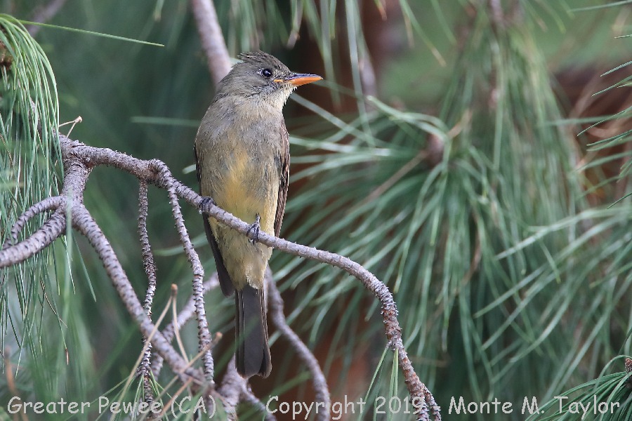 Greater Pewee -fall- (Fountain Valley, California)