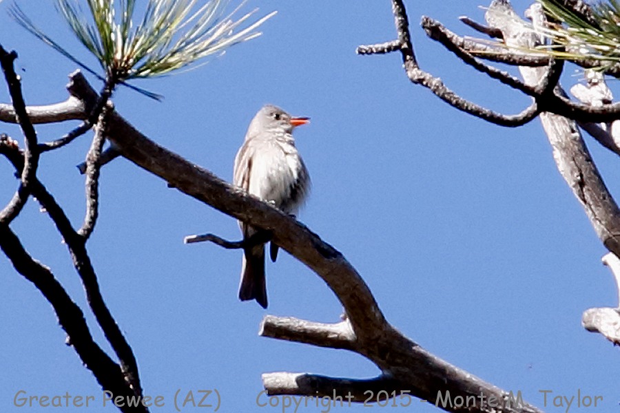 Greater Pewee -spring- (Arizona)