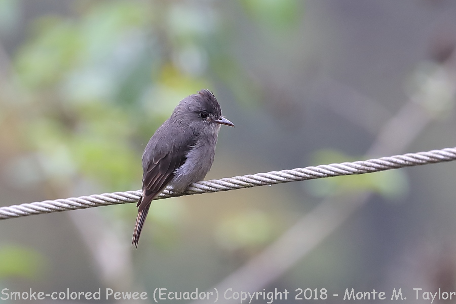 Smoke-colored Pewee -November- (Paz Reserve, Ecuador)