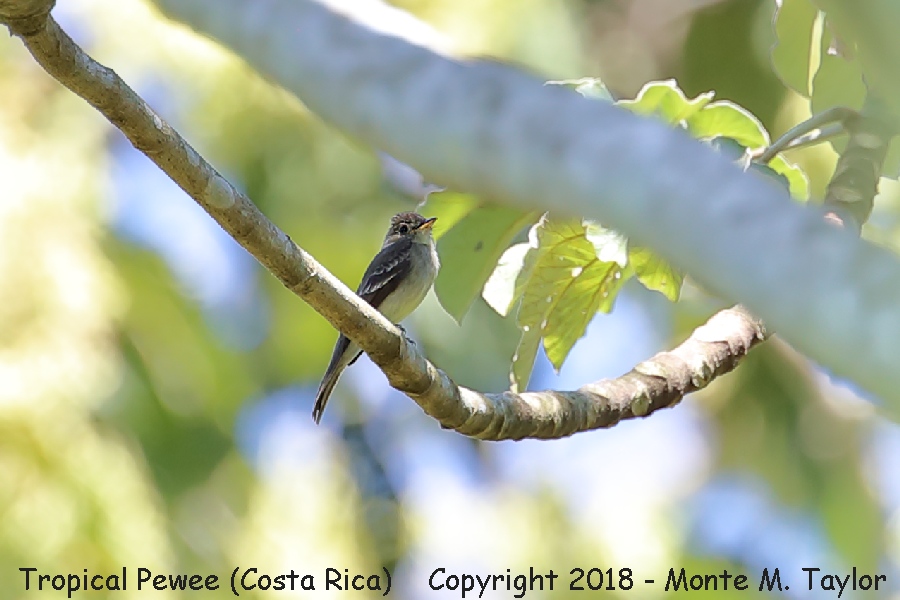 Tropical Pewee -winter- (Costa Rica)