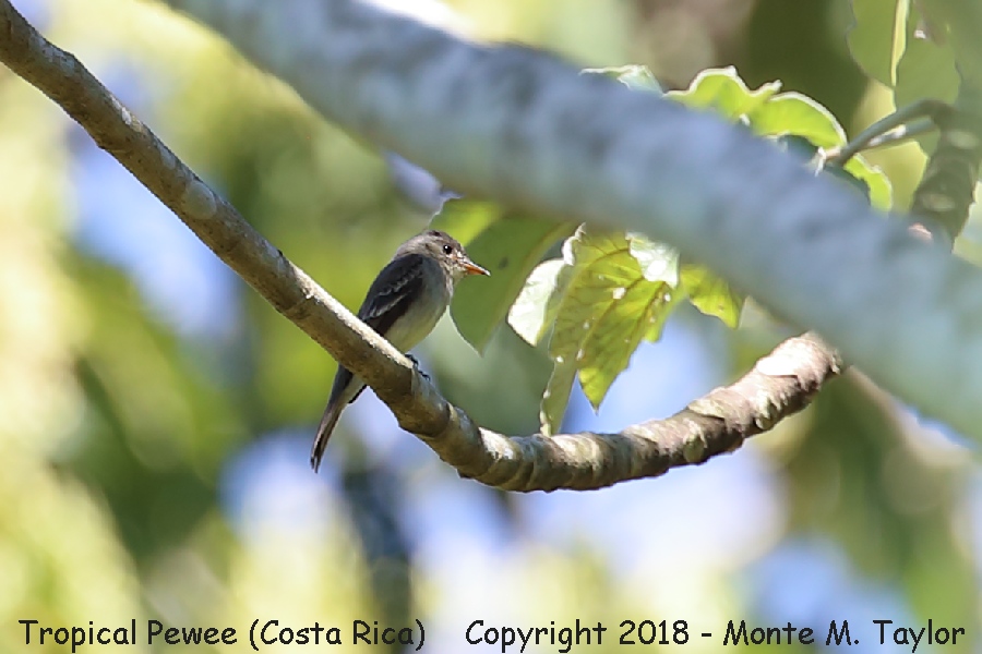 Tropical Pewee -winter- (Costa Rica)