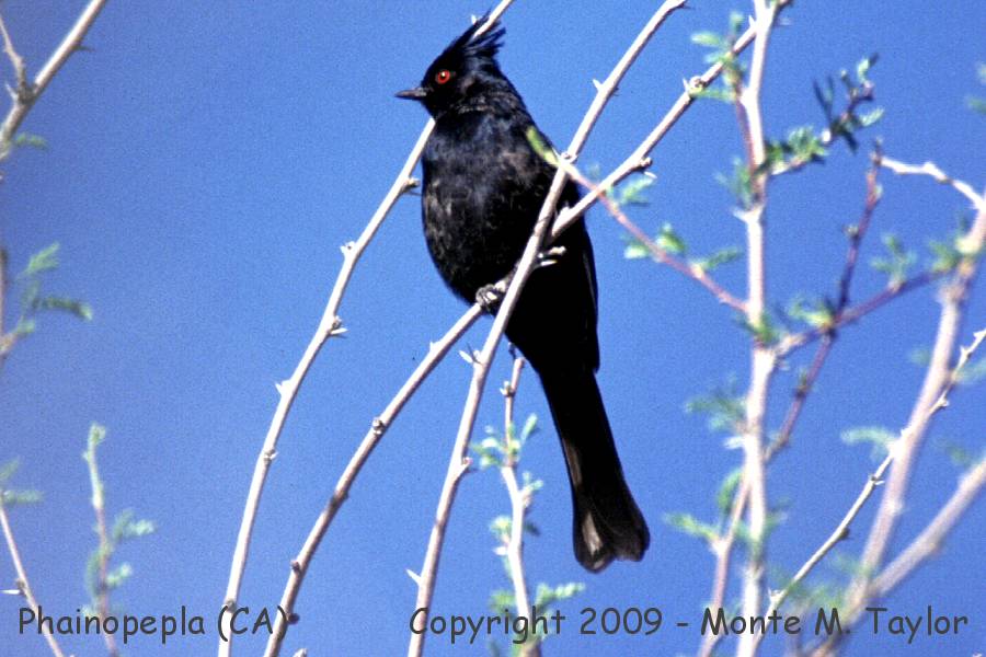 Phainopepla -spring male- (California)