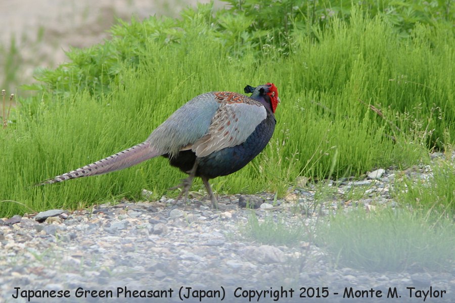 Green (Japanese) Pheasant -winter male- (Fukui, Japan)