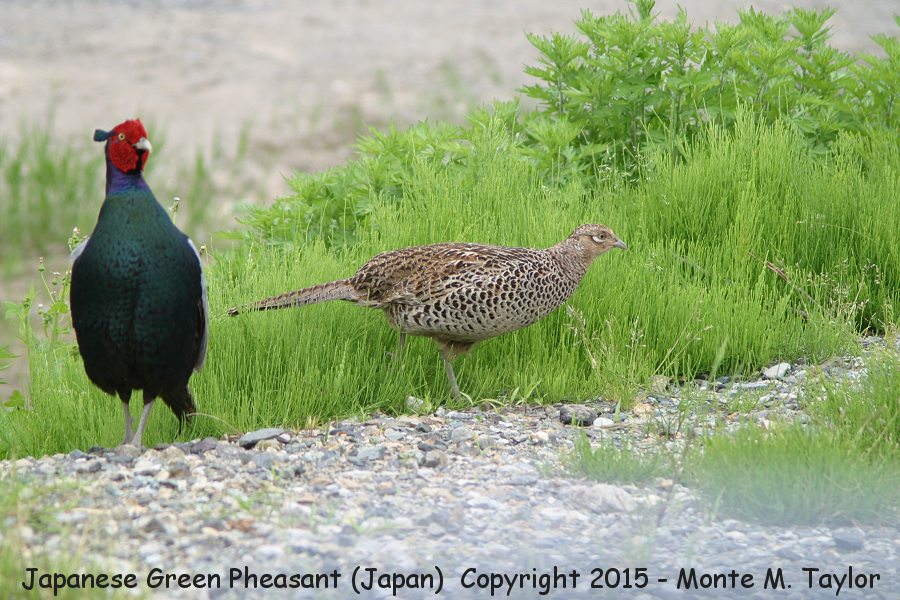 Green (Japanese) Pheasant -winter male/female- (Fukui, Japan)