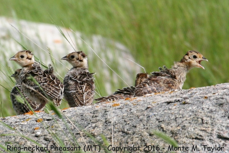 Ring-necked Pheasant -summer chicks- (Montana)