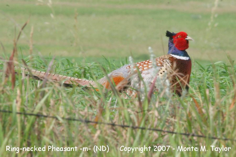 Ring-necked Pheasant -summer male- (Montana)