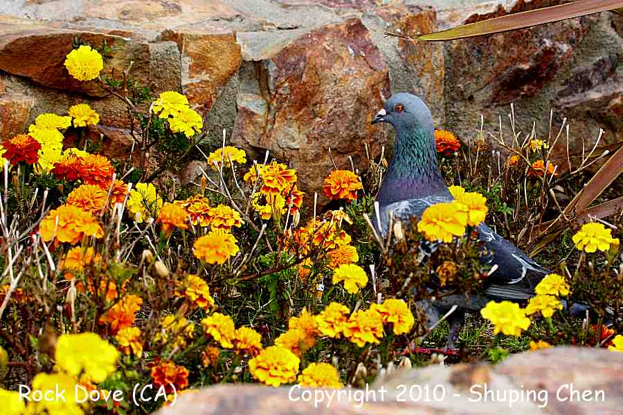 Rock Pigeon (Dove) -winter- (California)