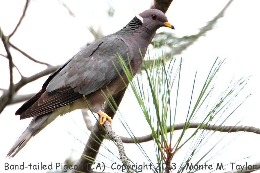 Band-tailed Pigeon -summer- (California)