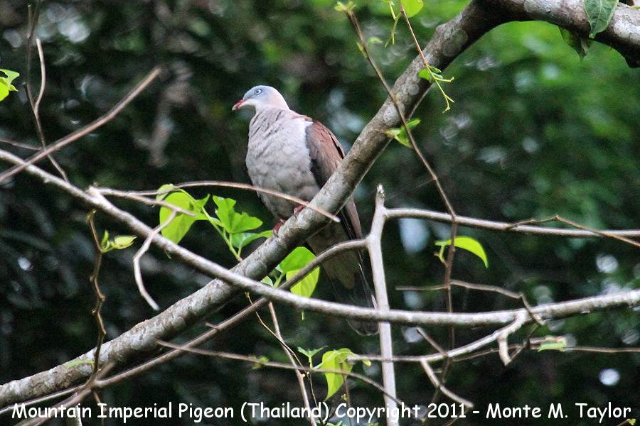 Mountain Imperial Pigeon -winter- (Kaeng Krachan National Park, Petchaburi, Thailand)