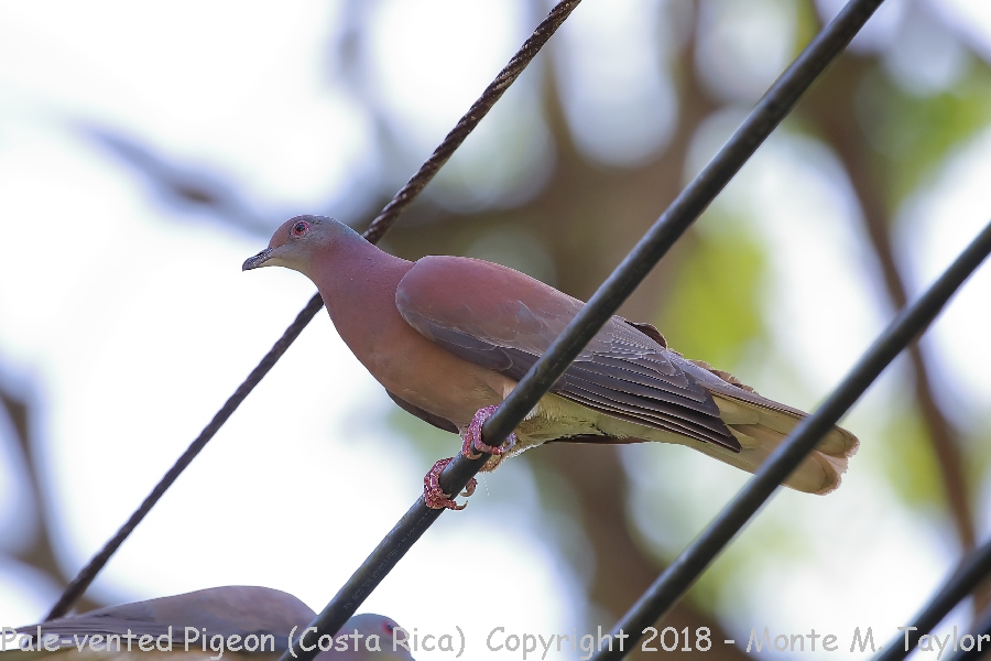 Pale-vented Pigeon -winter- (Costa Rica)