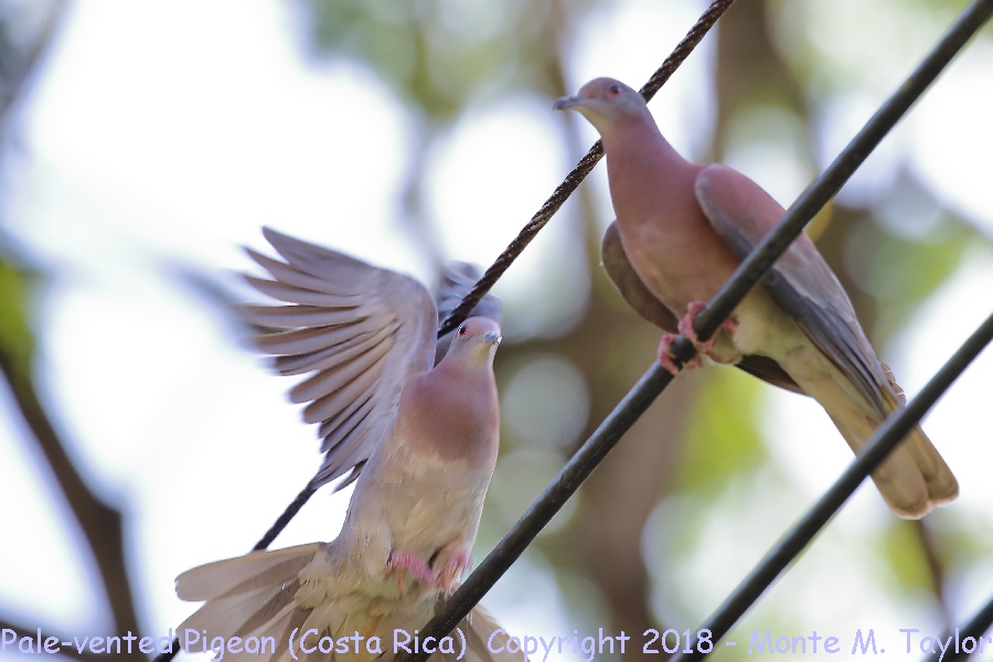 Pale-vented Pigeon -winter- (Costa Rica)