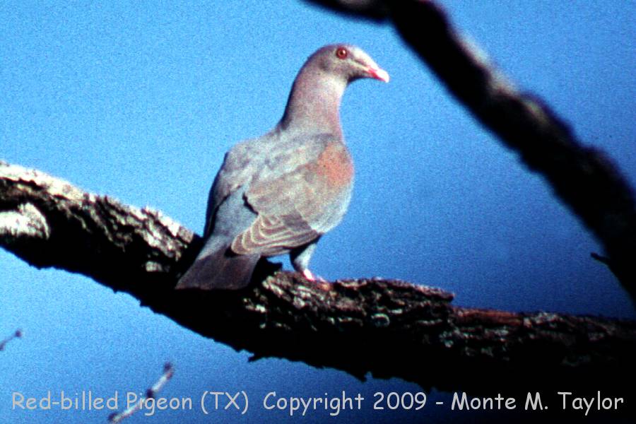 Red-billed Pigeon -spring- (Falcon Dam, Texas)