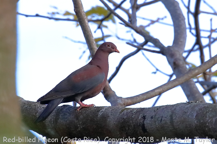 Red-billed Pigeon -winter- (Costa Rica)