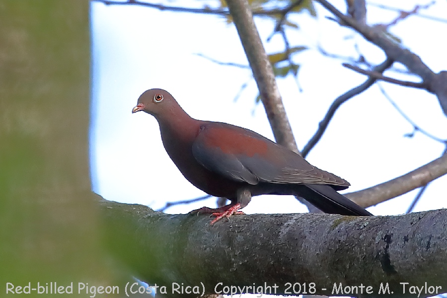 Red-billed Pigeon -winter- (Costa Rica)