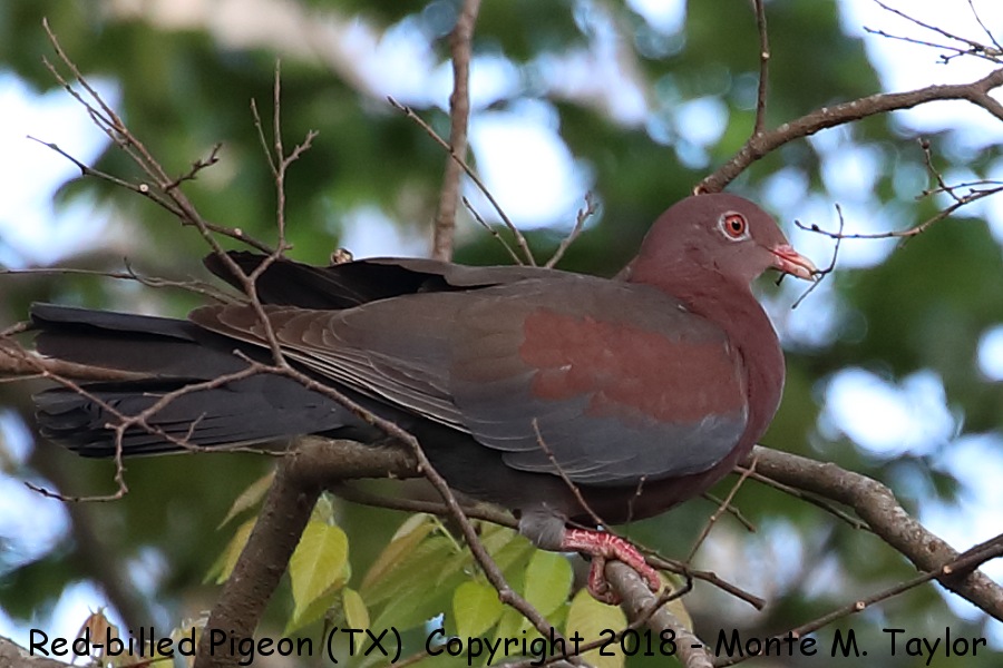 Red-billed Pigeon -winter- (Texas)