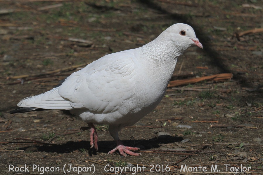 Rock Pigeon -winter- (Japan)
