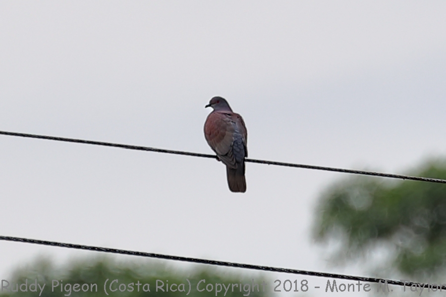 Ruddy Pigeon -winter- (Costa Rica)